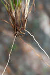 Wire sedge